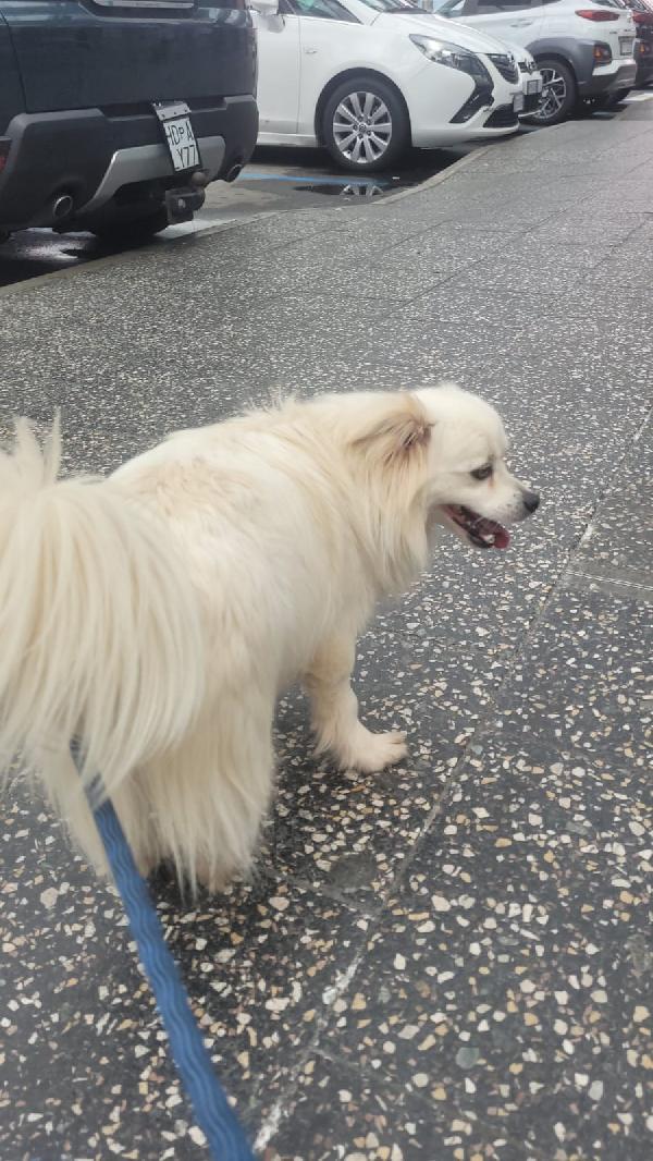 Cooki, un simil volpino allegro e giocherellone Foto 3